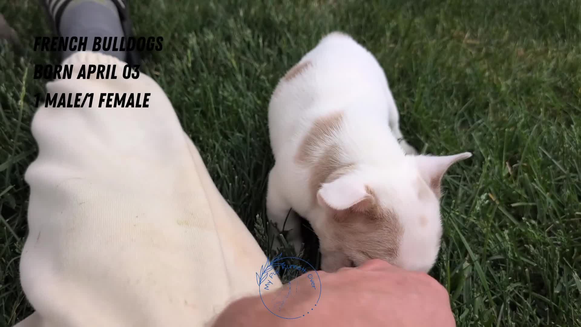 French Bulldog dogs for sale: Kya - Video 3