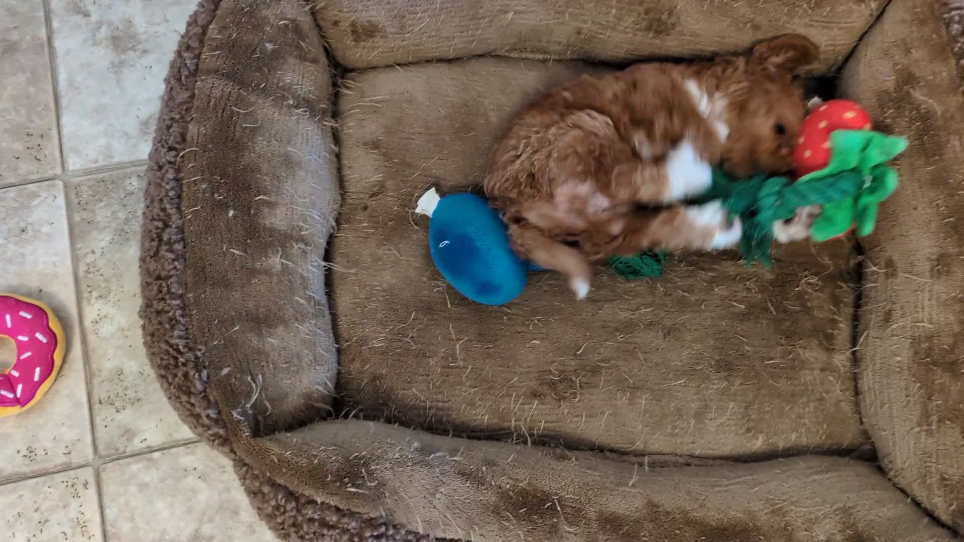 Cavapoo dogs for sale: Peanut - Video 1