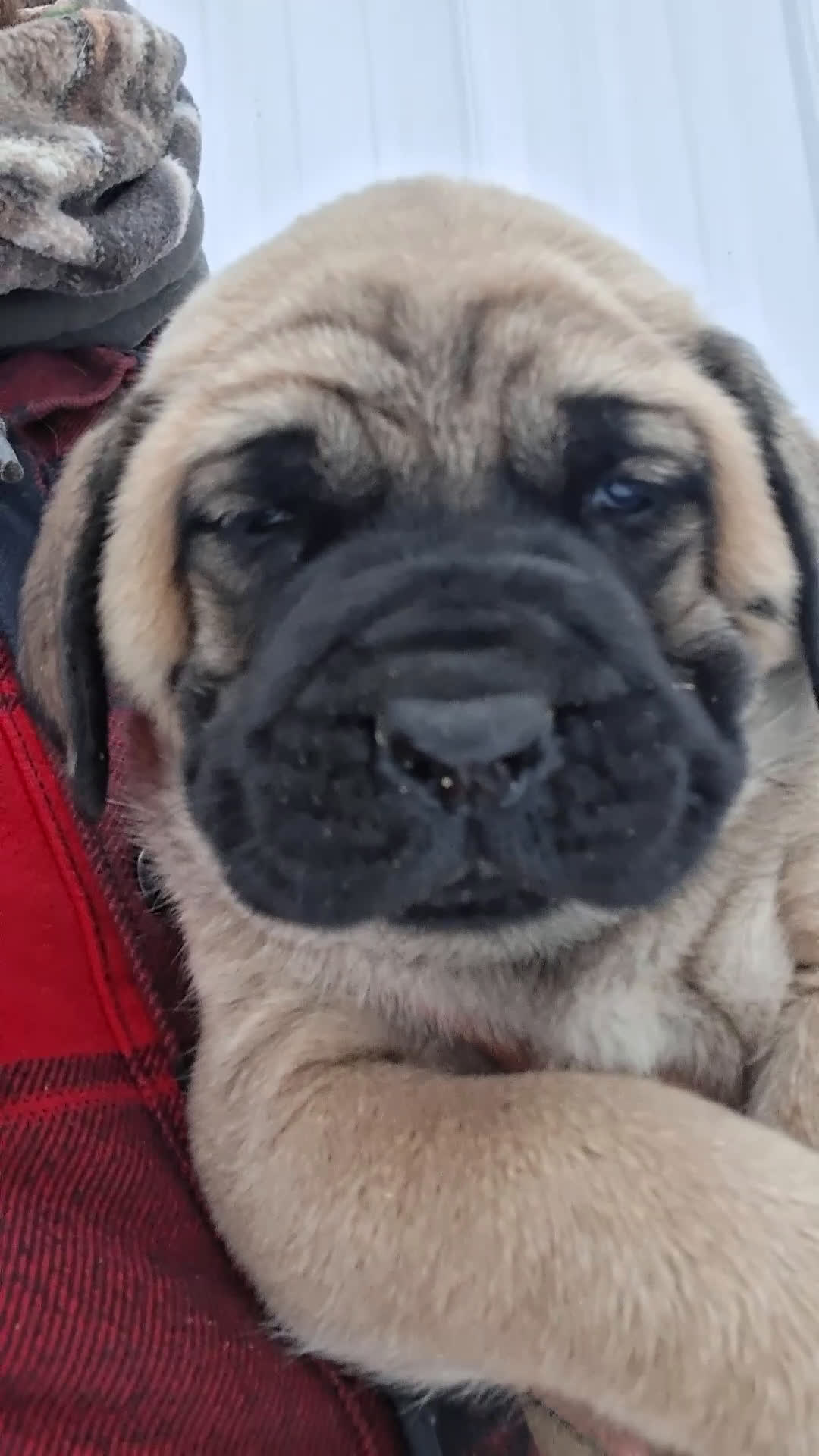 English Mastiff dogs for sale: Brutus  - Video 1