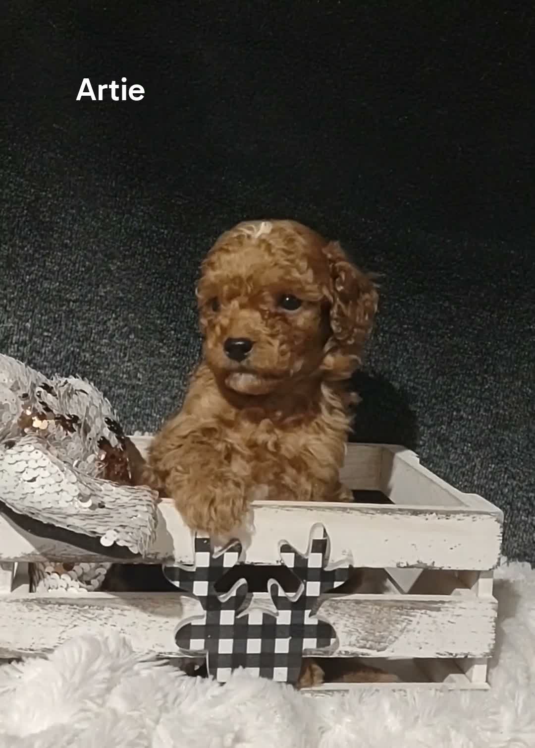 Cavapoo dogs for sale: Cavapoo F1b 1 Artie - Video 2