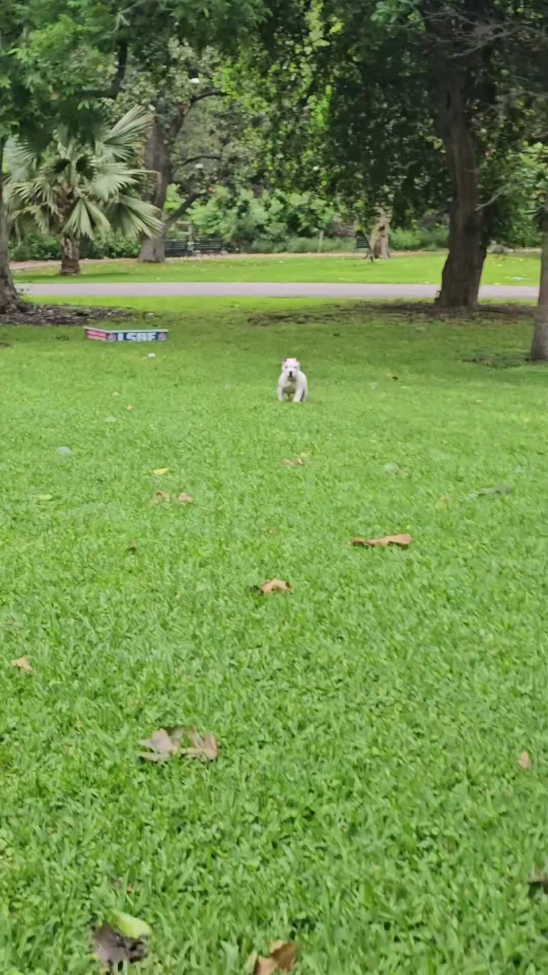 American Bully dogs for sale: Rocky - Video 1