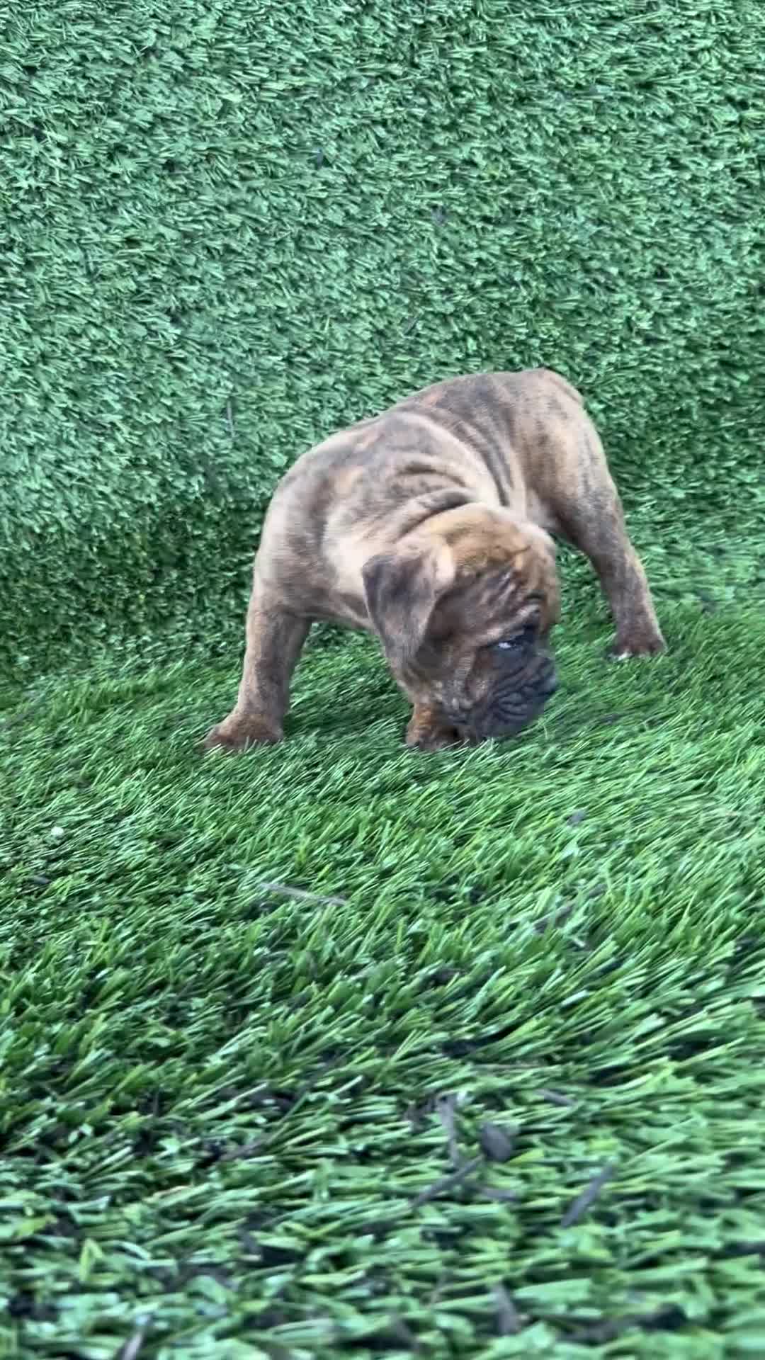 Olde English Bulldogge dogs for sale: Bubba - Video 1