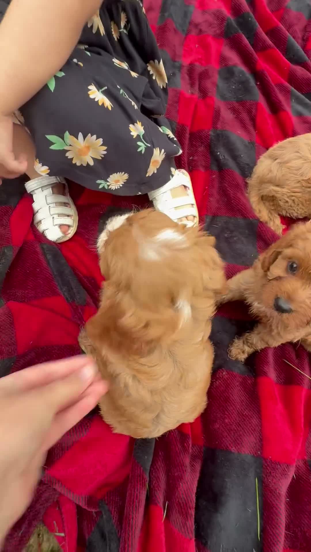 Cavapoo dogs for sale: Theo - Video 2