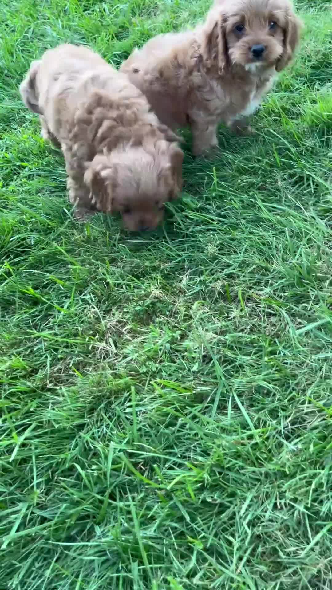 Cavapoo dogs for sale: Echo - Video 1