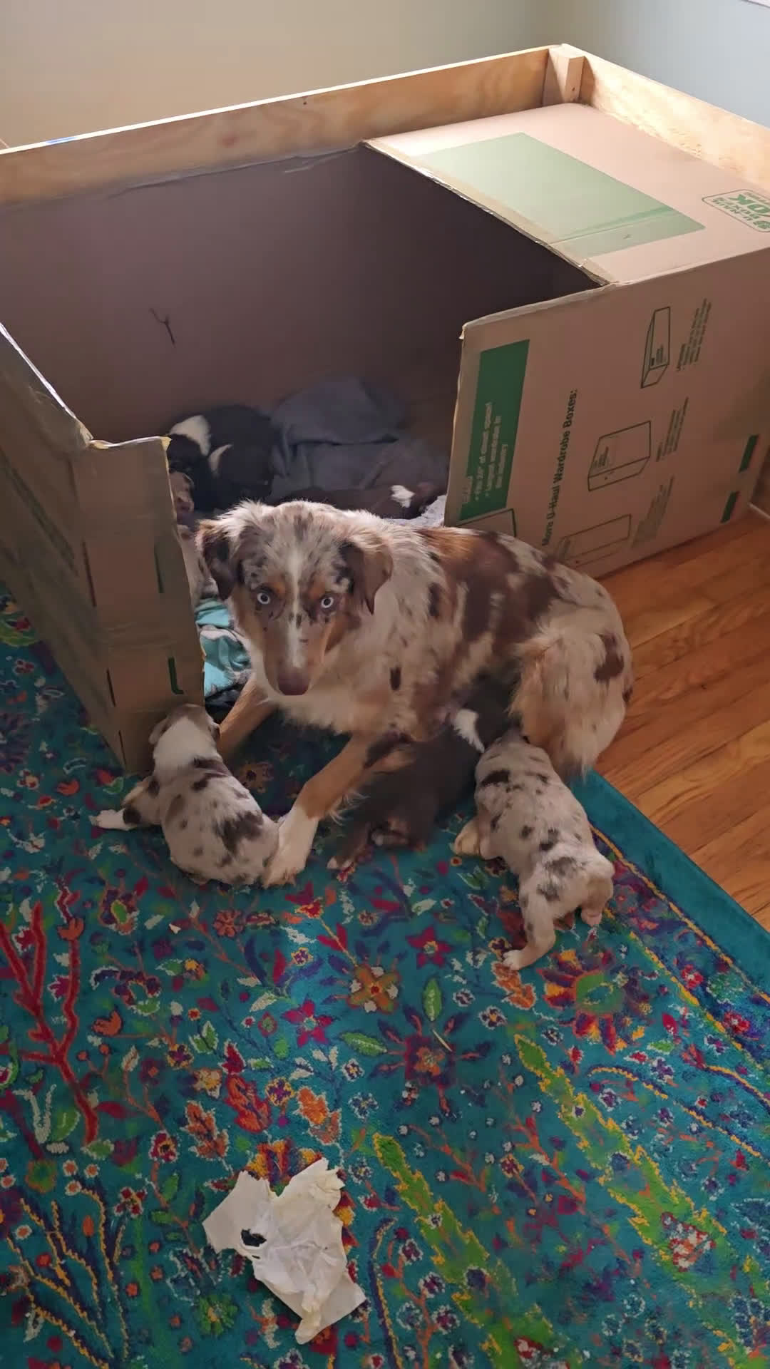 Australian Shepherd dogs for sale: Australian Shepherd Puppy 5 - Video 1