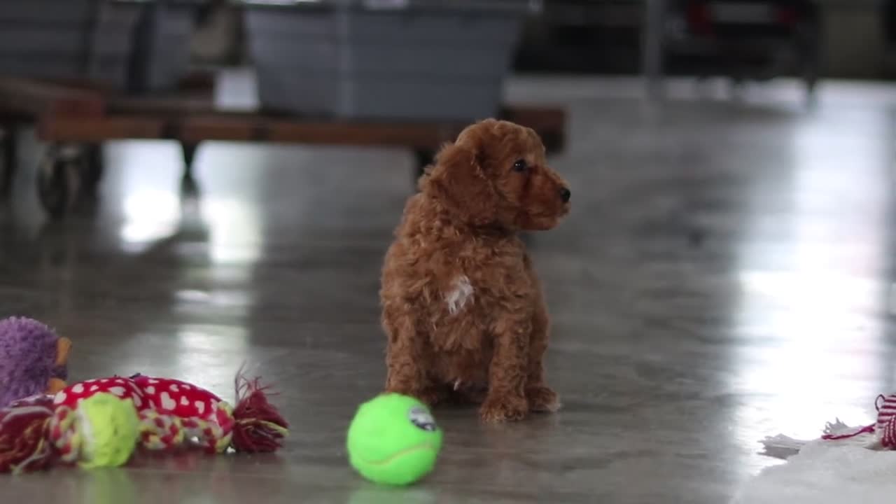 Mini Goldendoodle dogs for sale: Brodie - Video 1