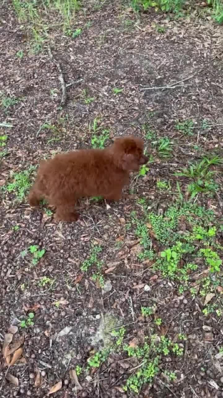 Toy Poodle dogs for sale: Molly - Video 1