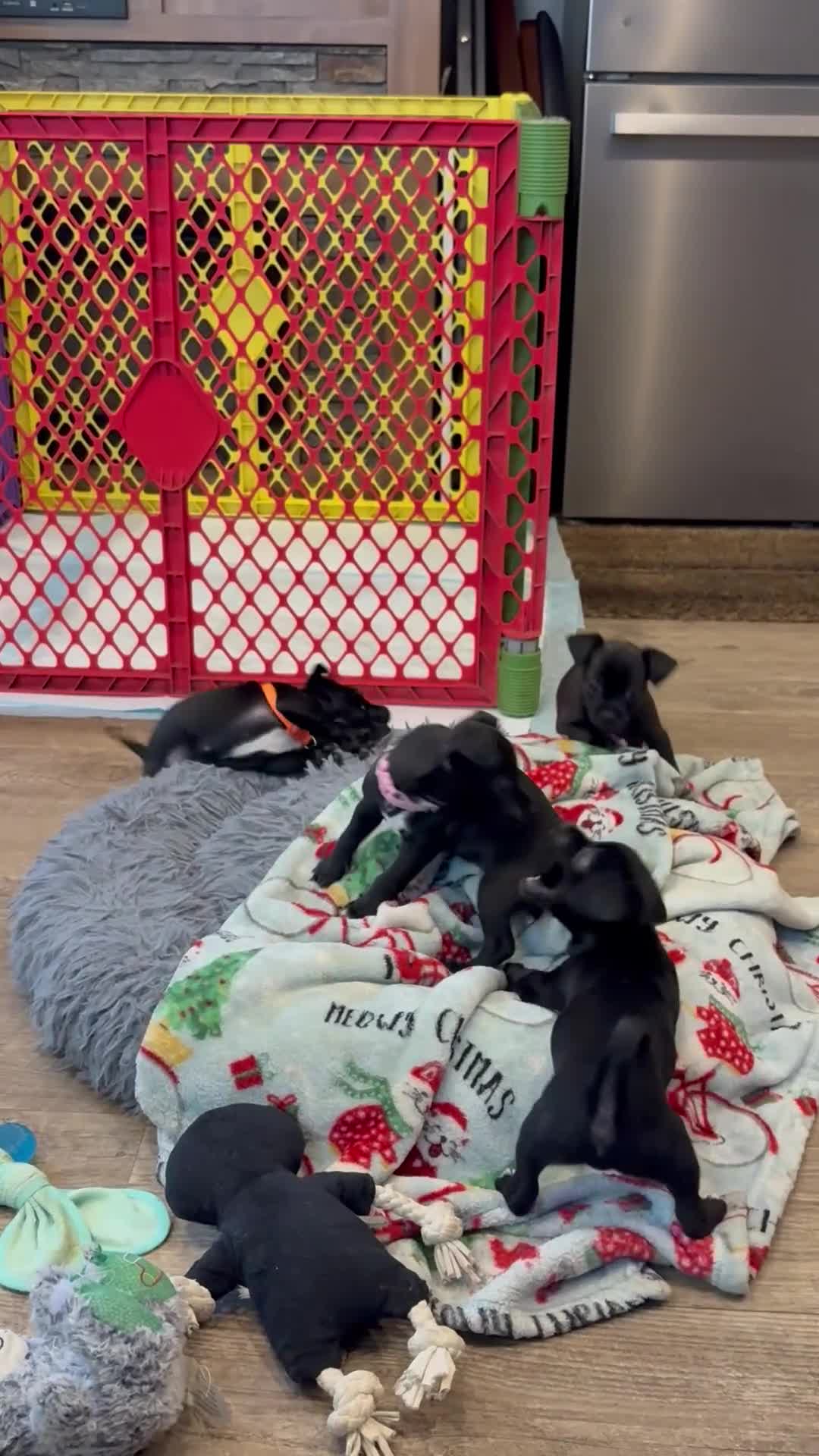 Chihuahua dogs for sale: Chihuahua Puppy 4 - Video 2