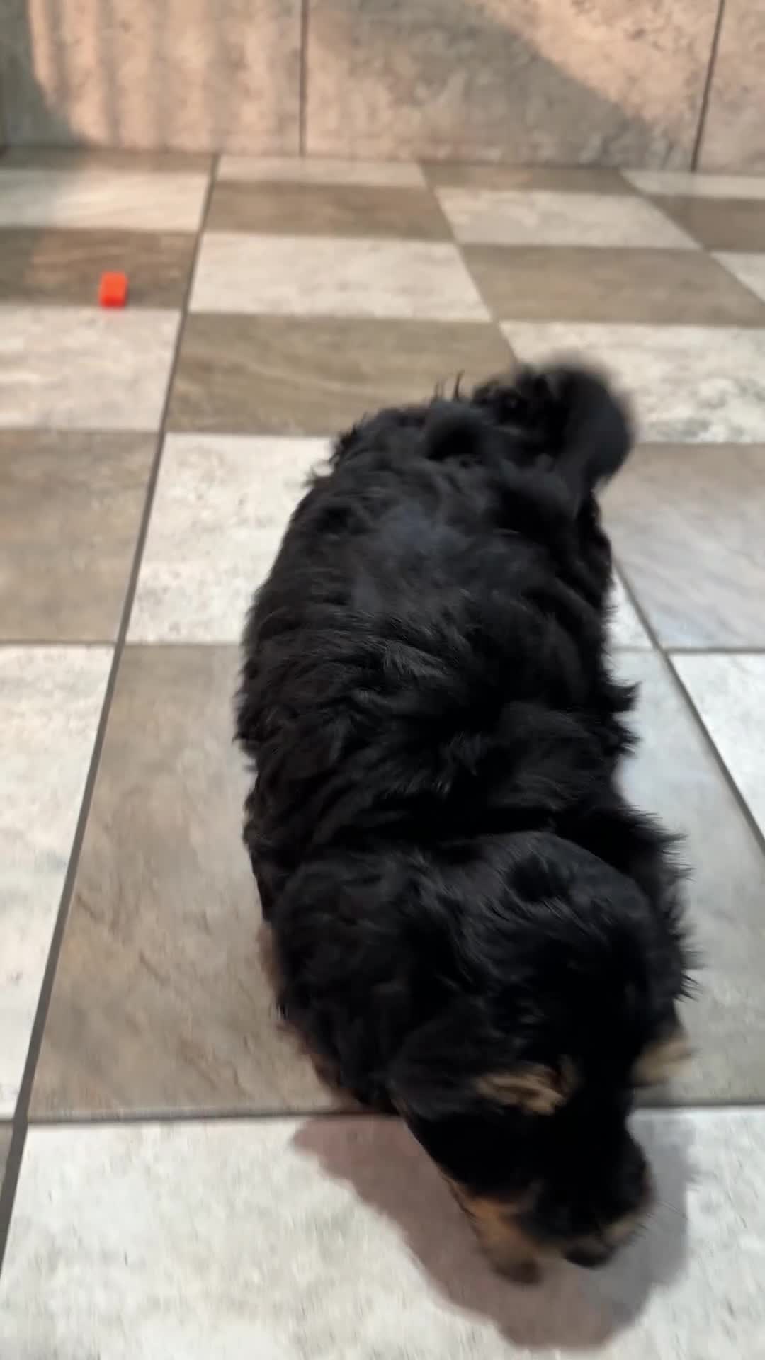 Mixed Breed dogs for sale: Chase - Video 1