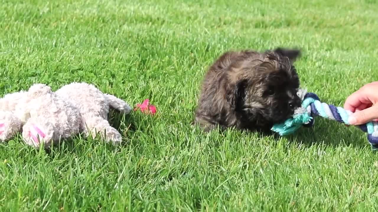 Shihpoo dogs for sale: Taylor - Video 6