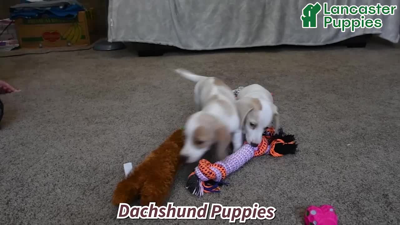 Dachshund dogs for sale: Ellie - Video 1