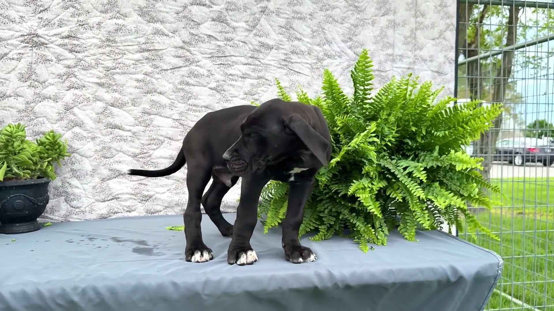 Great Dane dogs for sale: Zayne - Video 1