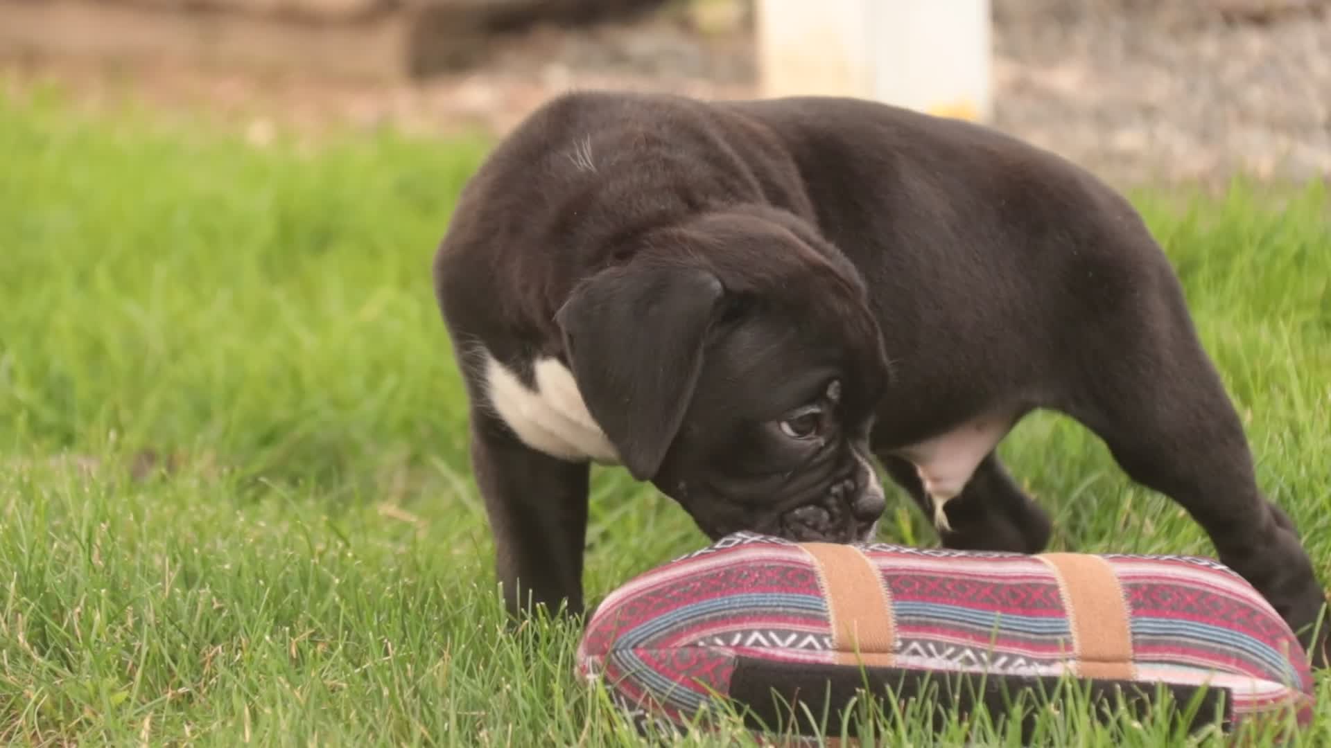 Boxer dogs for sale: Ford - Video 1