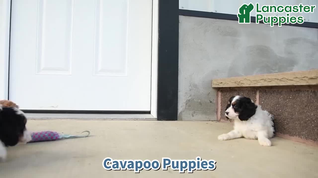 Cavapoo dogs for sale: Ridge - Video 1