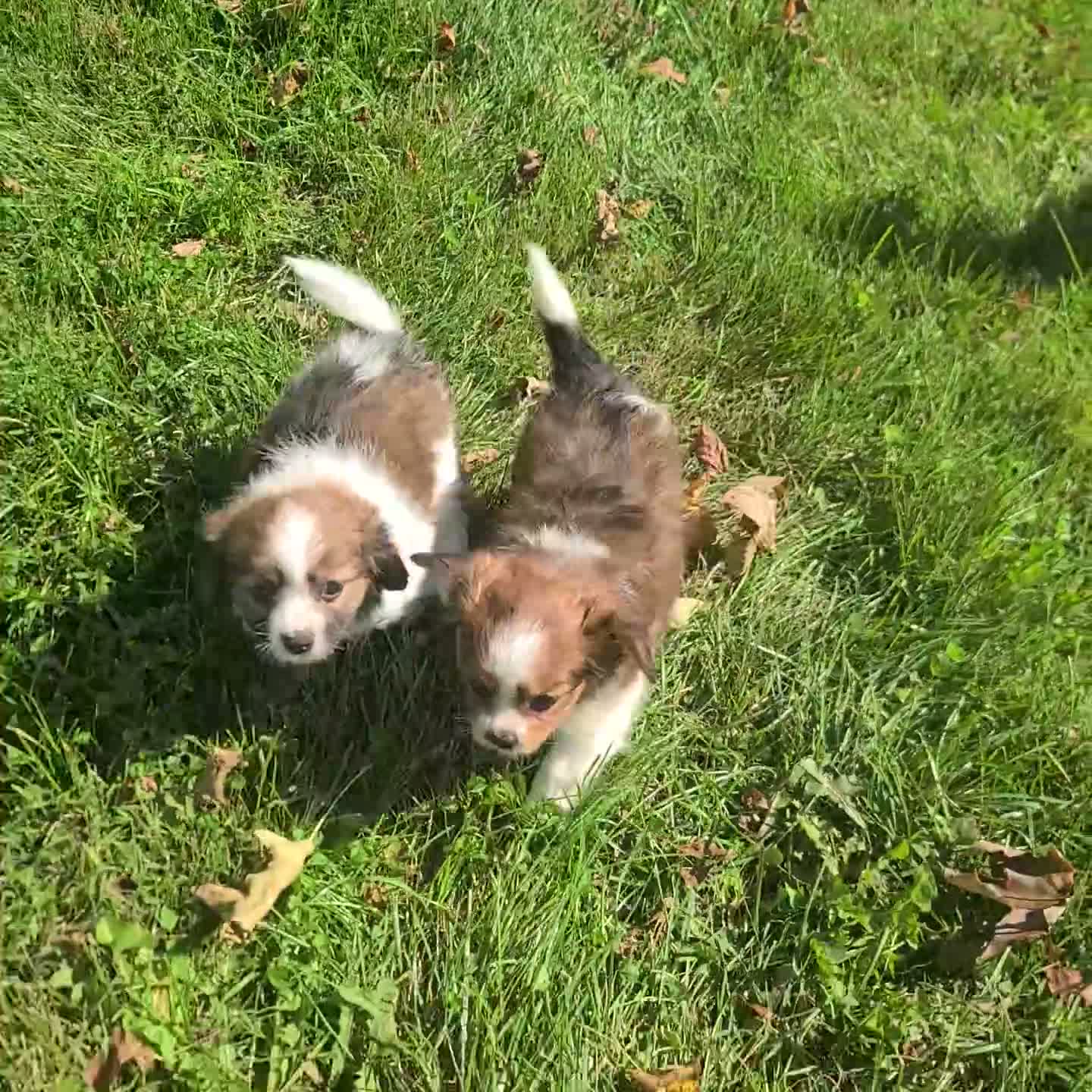 Mixed Breed dogs for sale: Serena - Video 1