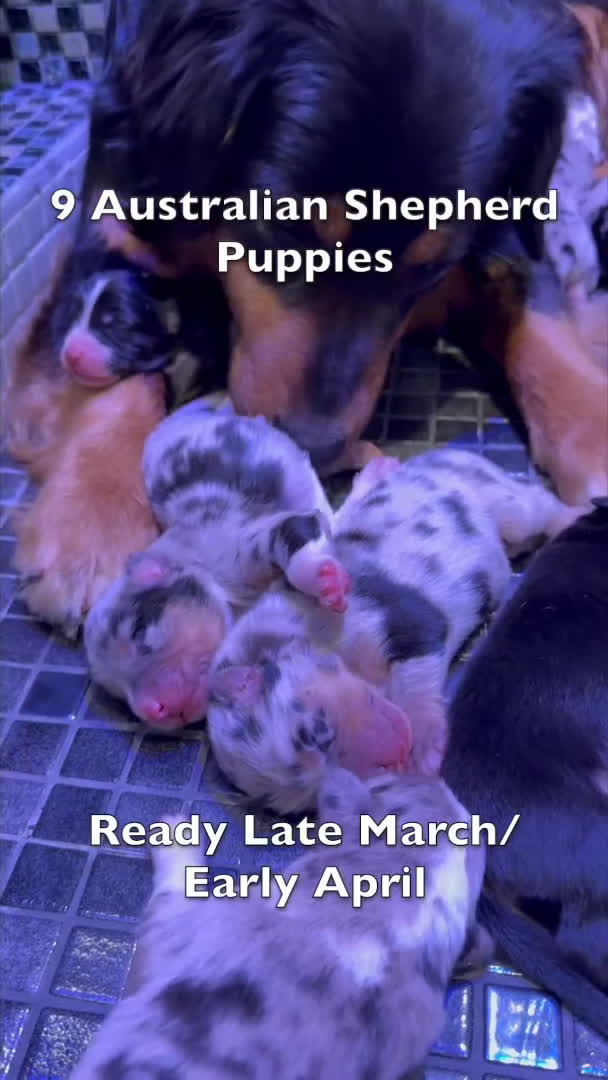 Australian Shepherd dogs for sale: Scout - Video 1