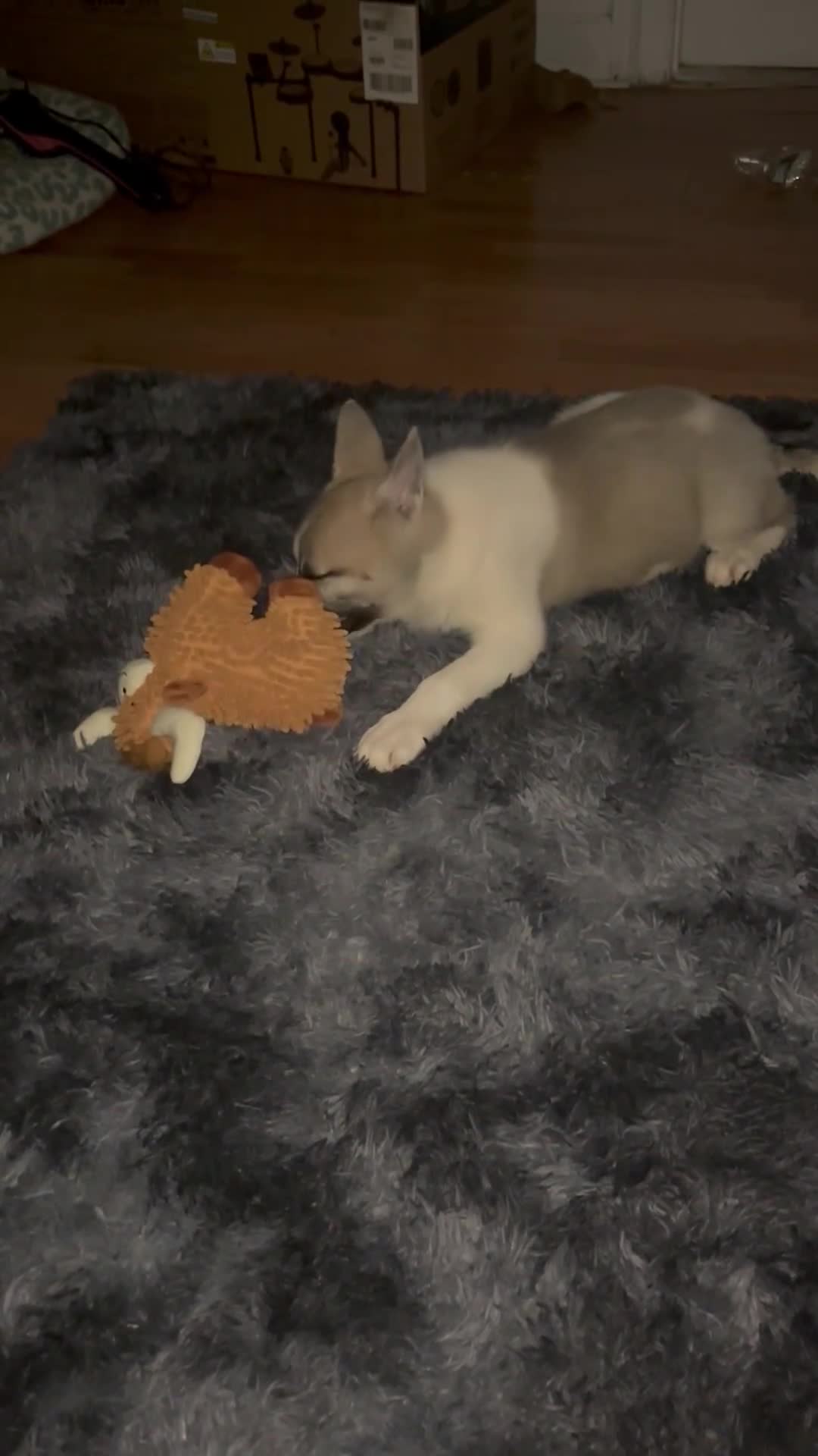 Mixed Breed dogs for sale: Mila - Video 1