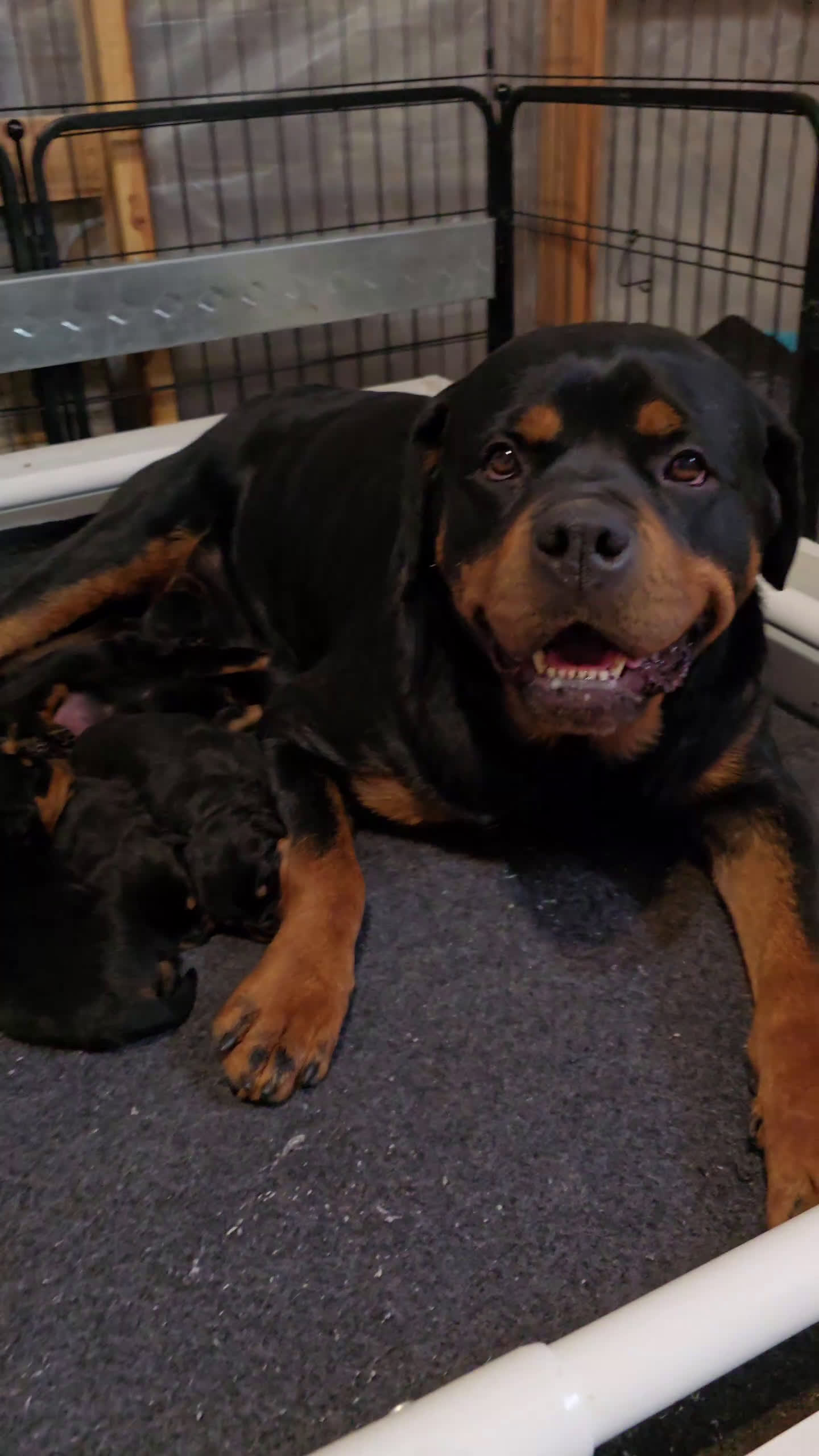 Rottweiler dogs for sale: Rottweiler Puppy 1 - Video 2