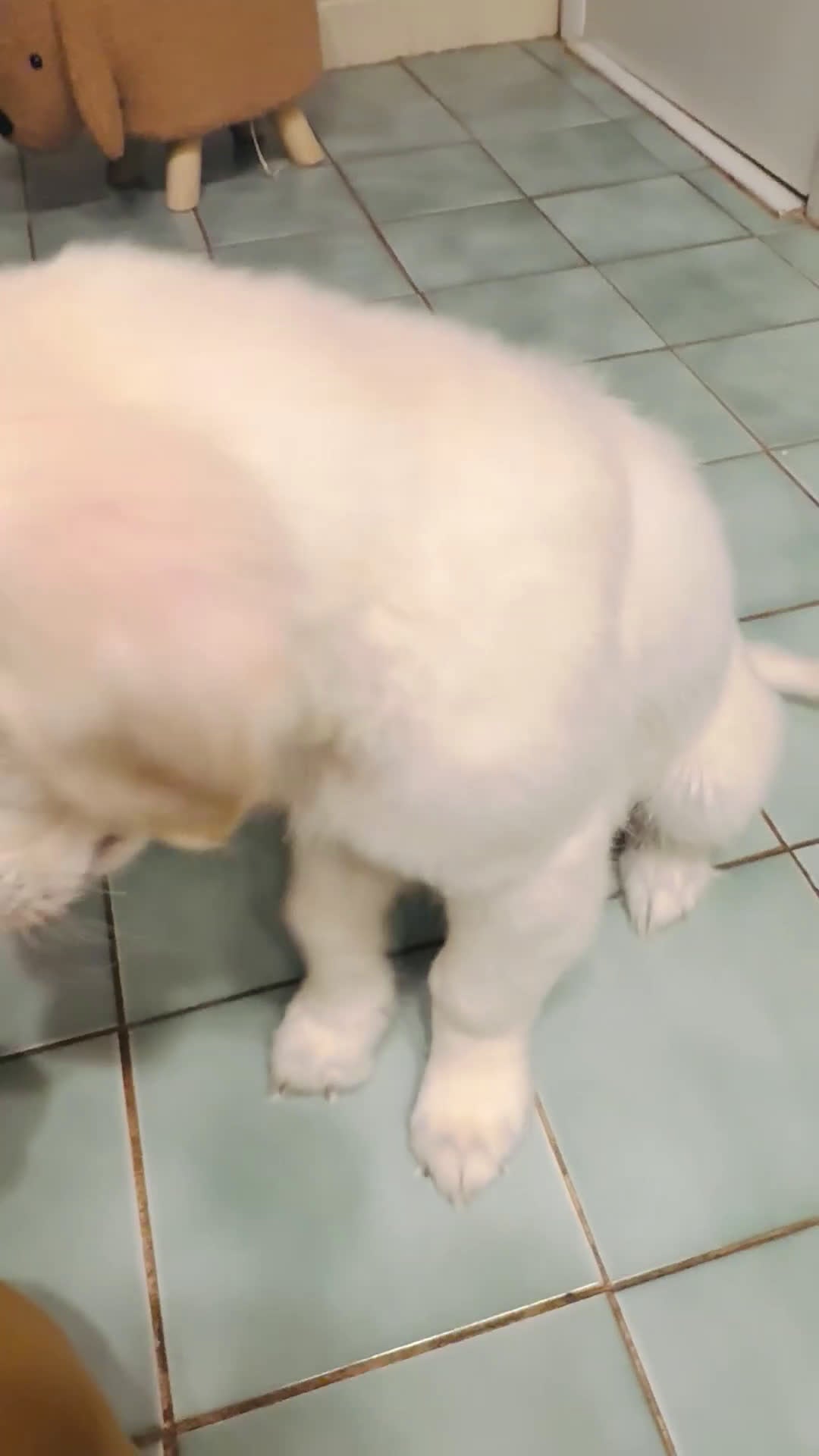 Golden Retriever dogs for sale: Pink collar girl - Video 1