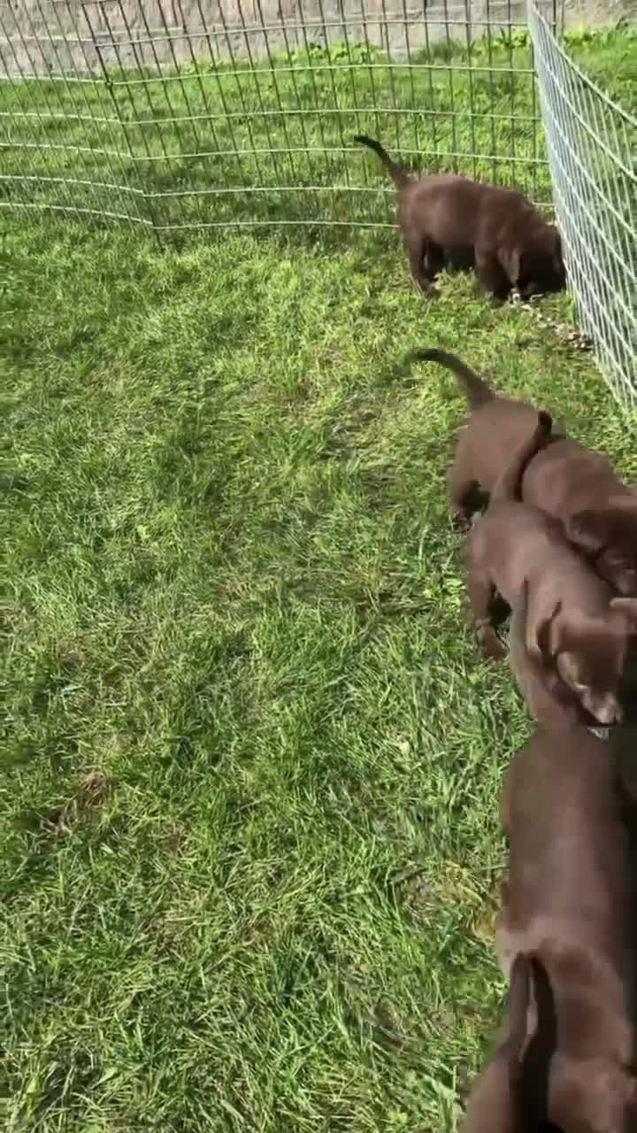 Labrador Retriever dogs for sale: Willy - Video 1