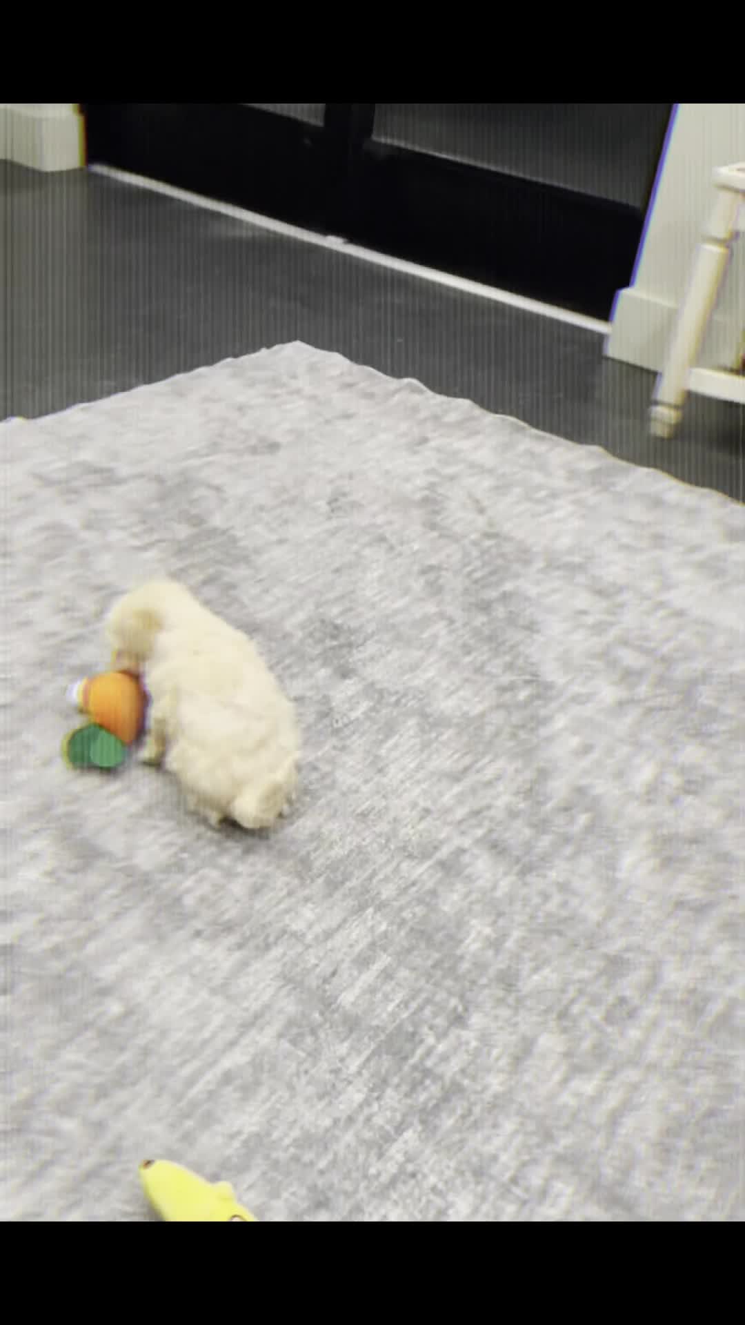 Maltipoo dogs for sale: Lil Man - Video 1