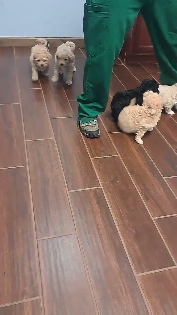 Double Doodle dogs for sale: Flipper - Video 2