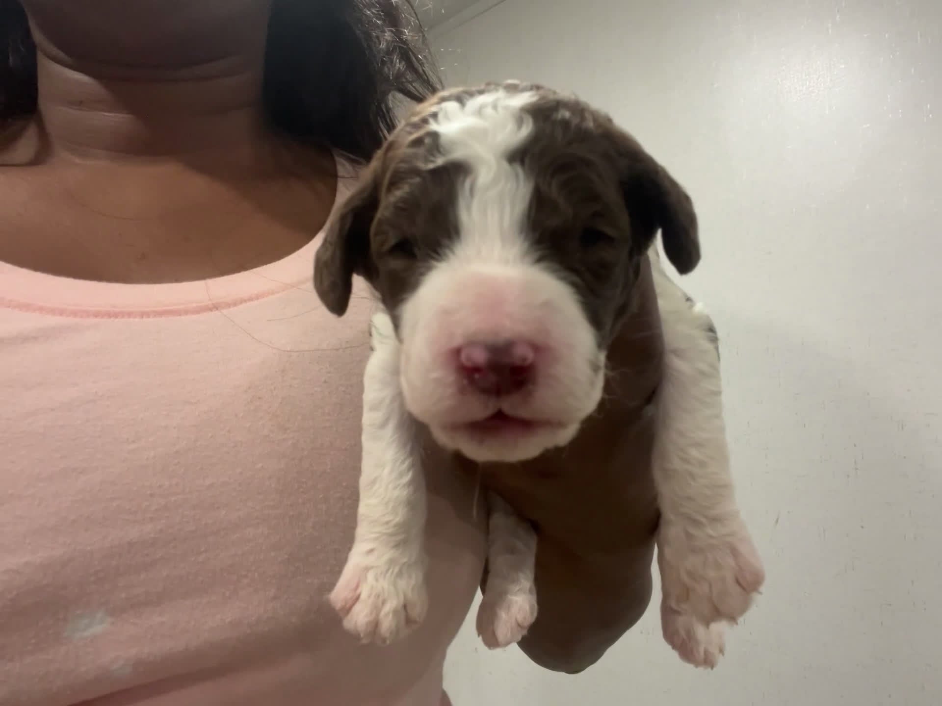 Goldendoodle dogs for sale: Lucky male green collar - Video 1