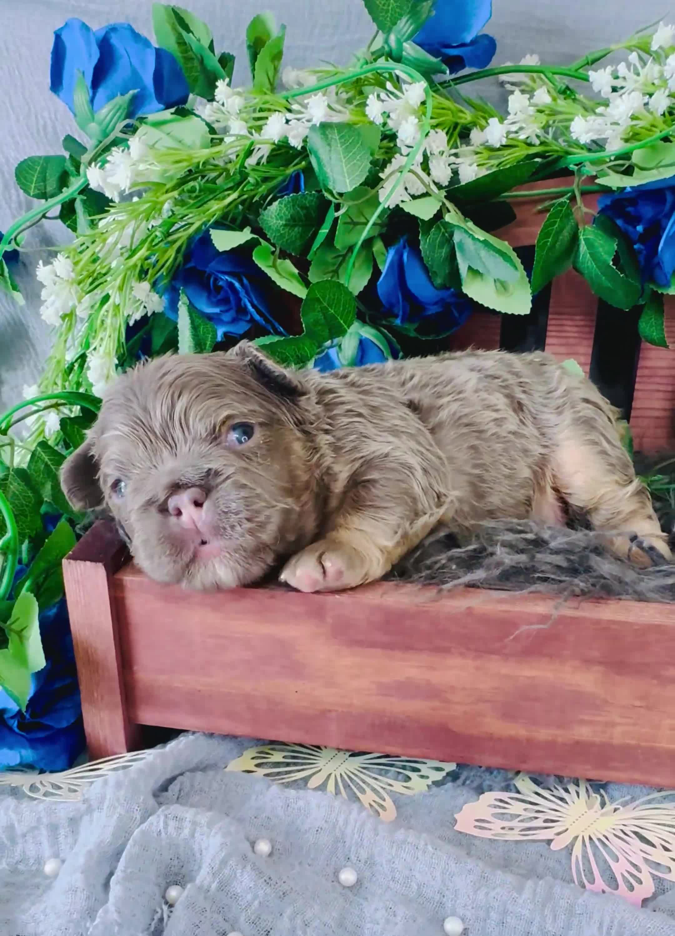 French Bulldog dogs for sale: Mrs. Pound Cake  - Video 3