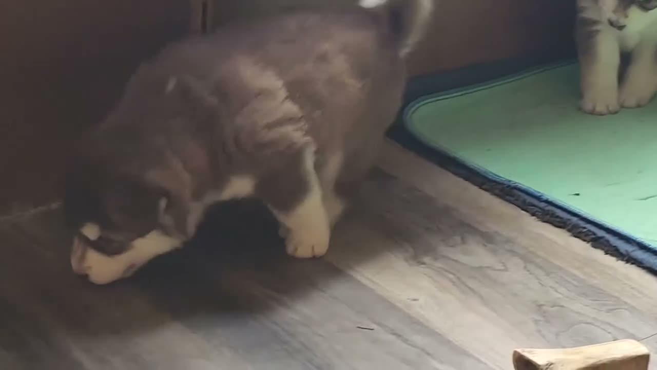 Alaskan Malamute dogs for sale: Meet Jinx, she is an akc Alaskan Malamute female. Red and white. She is looking for some to cuddle with her - Video 1