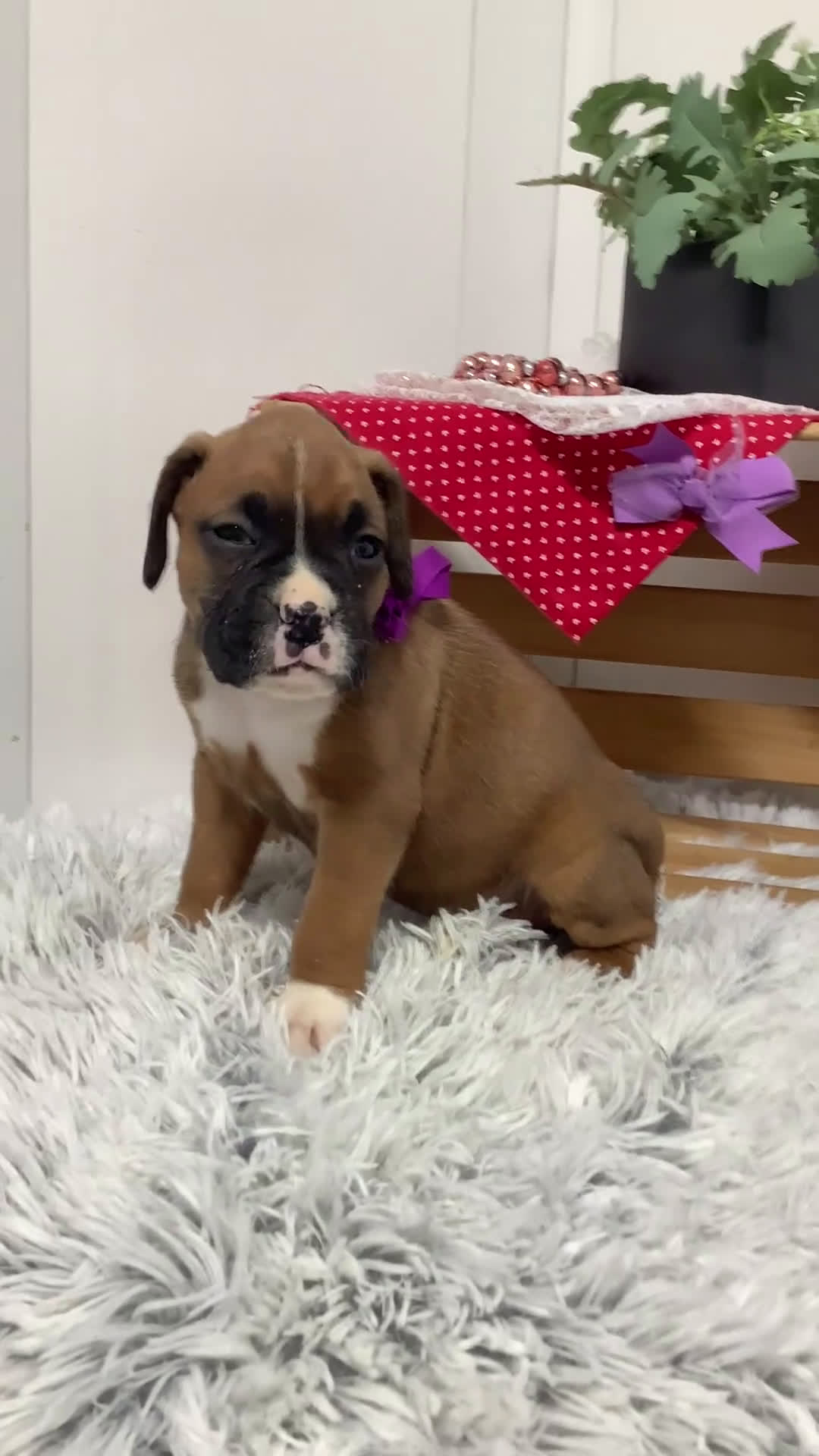 Boxer dogs for sale:  Lena - Puppy 3 - Video 1