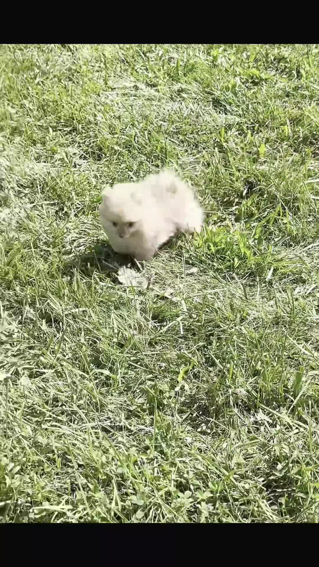 Pomeranian dogs for sale: Cutiepie  - Video 1