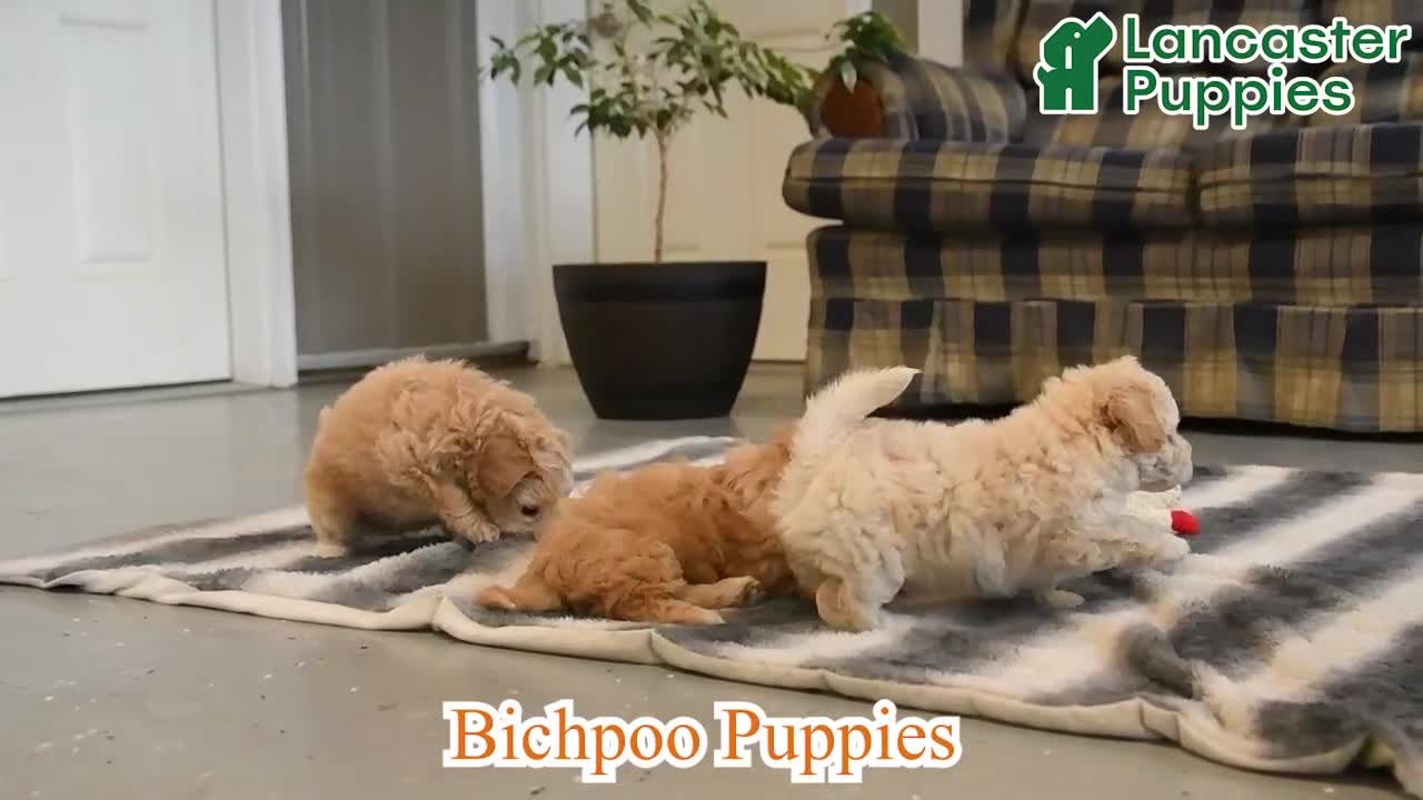 Bichpoo dogs for sale: Jade - Video 1
