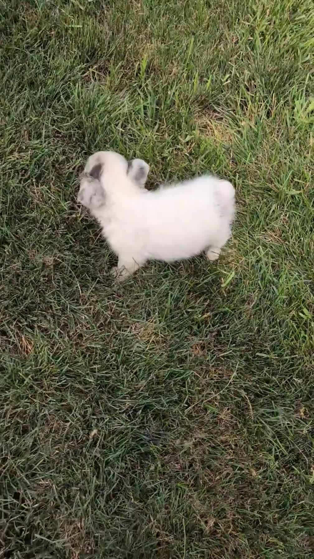 French Bulldog dogs for sale: Scout - Video 1