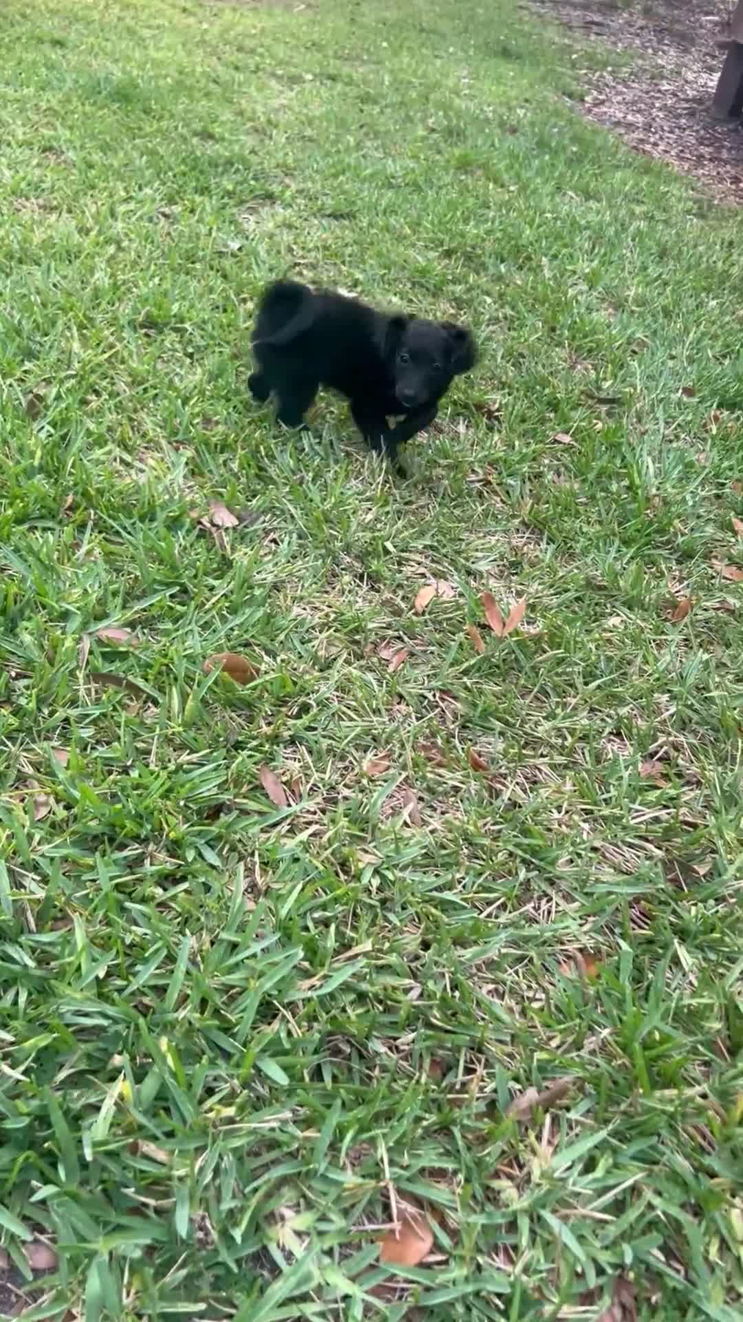 Cockapoo dogs for sale: Cockapoo Puppy 1 - Video 2