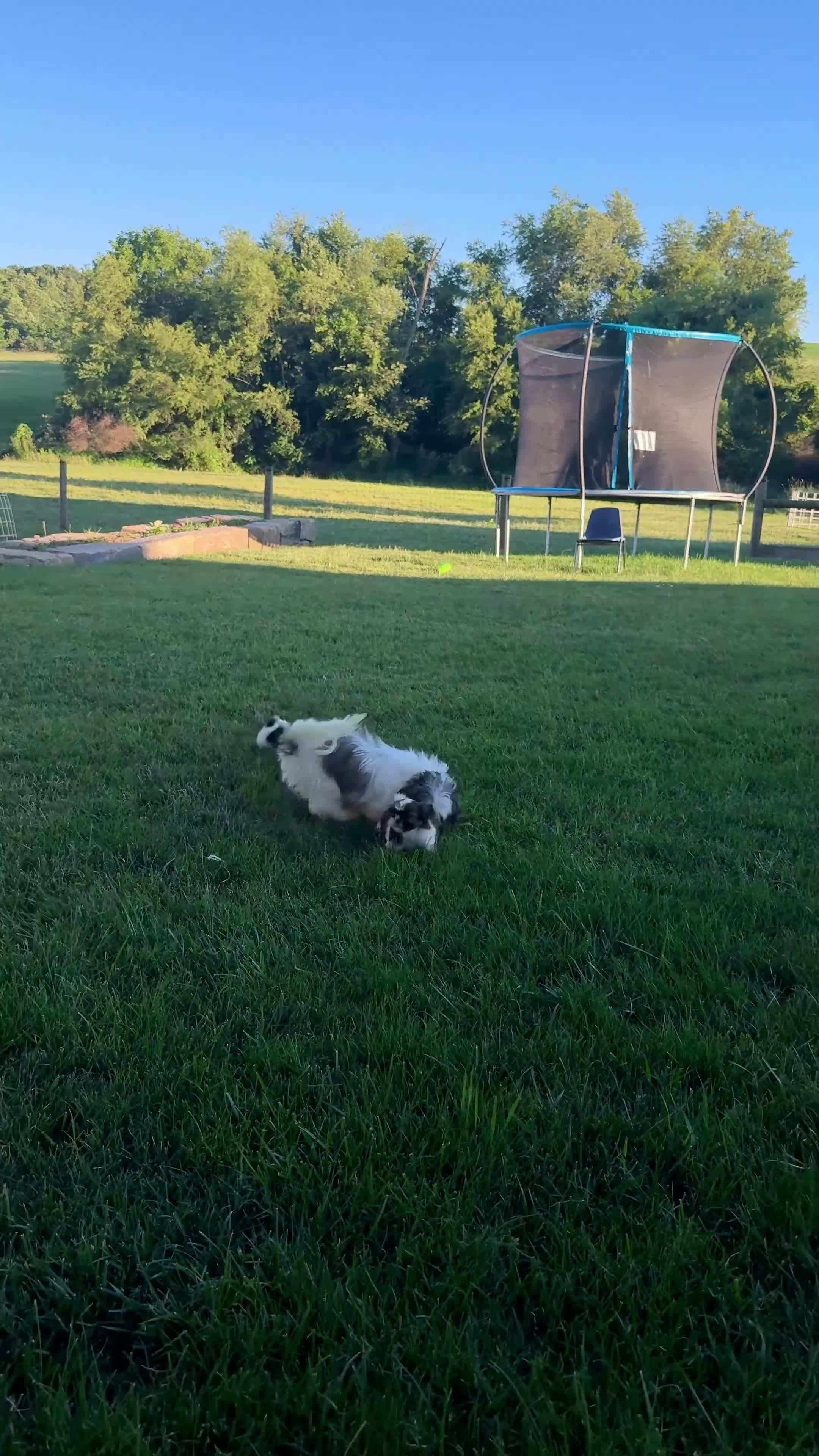 Shih Tzu dogs for sale: AKC Letti - Video 4