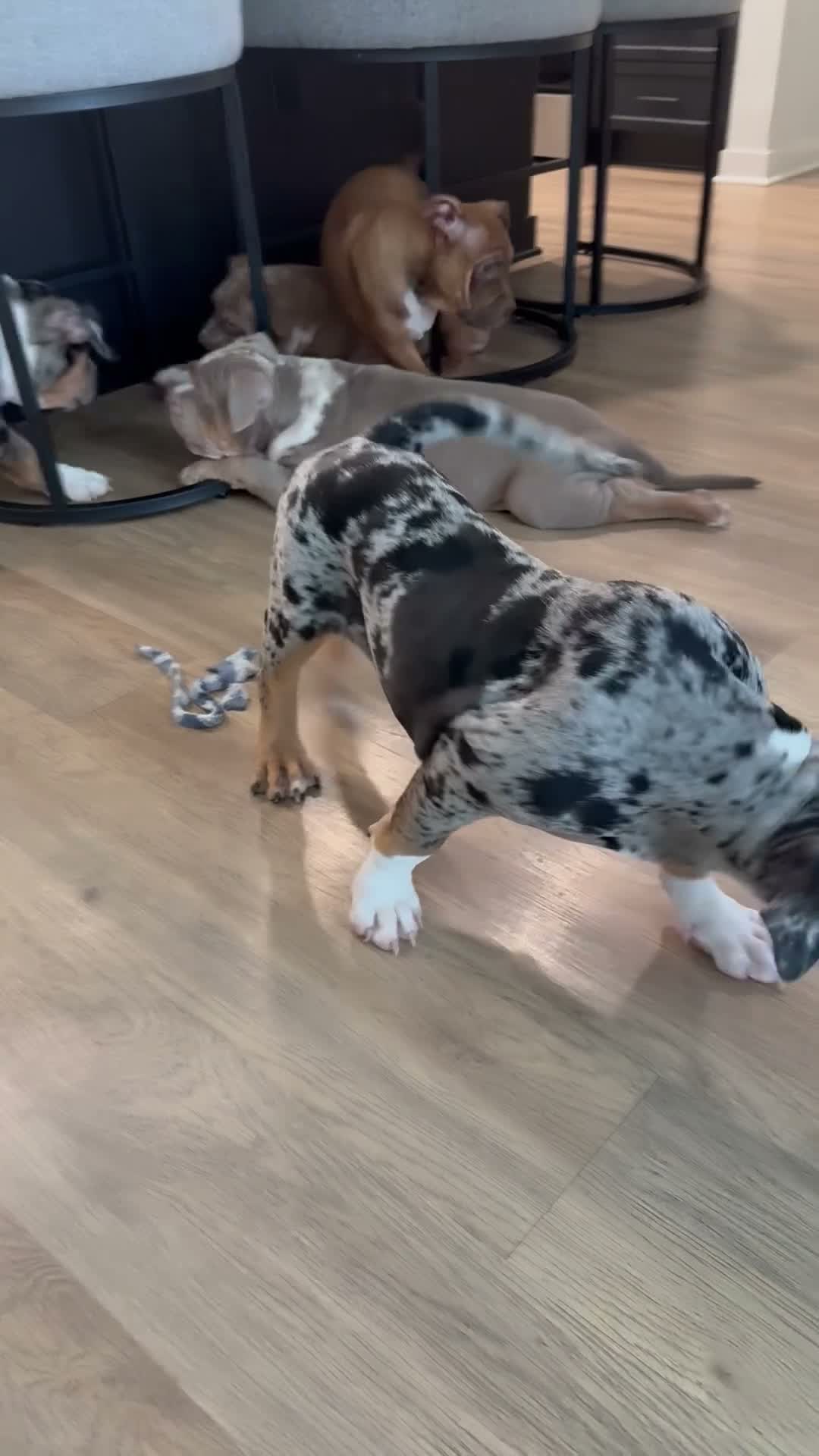 American Bully dogs for sale: Gaia - Video 2