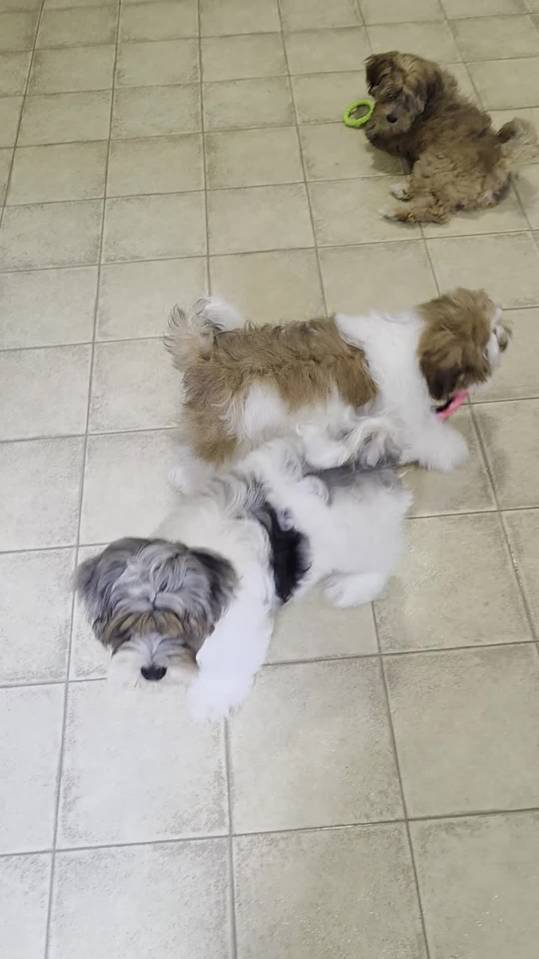 Shihpoo dogs for sale: Sparky - Video 1