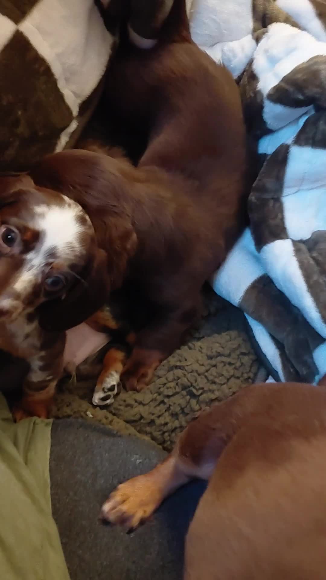 Miniature Dachshund dogs for sale: TILLY - Video 1