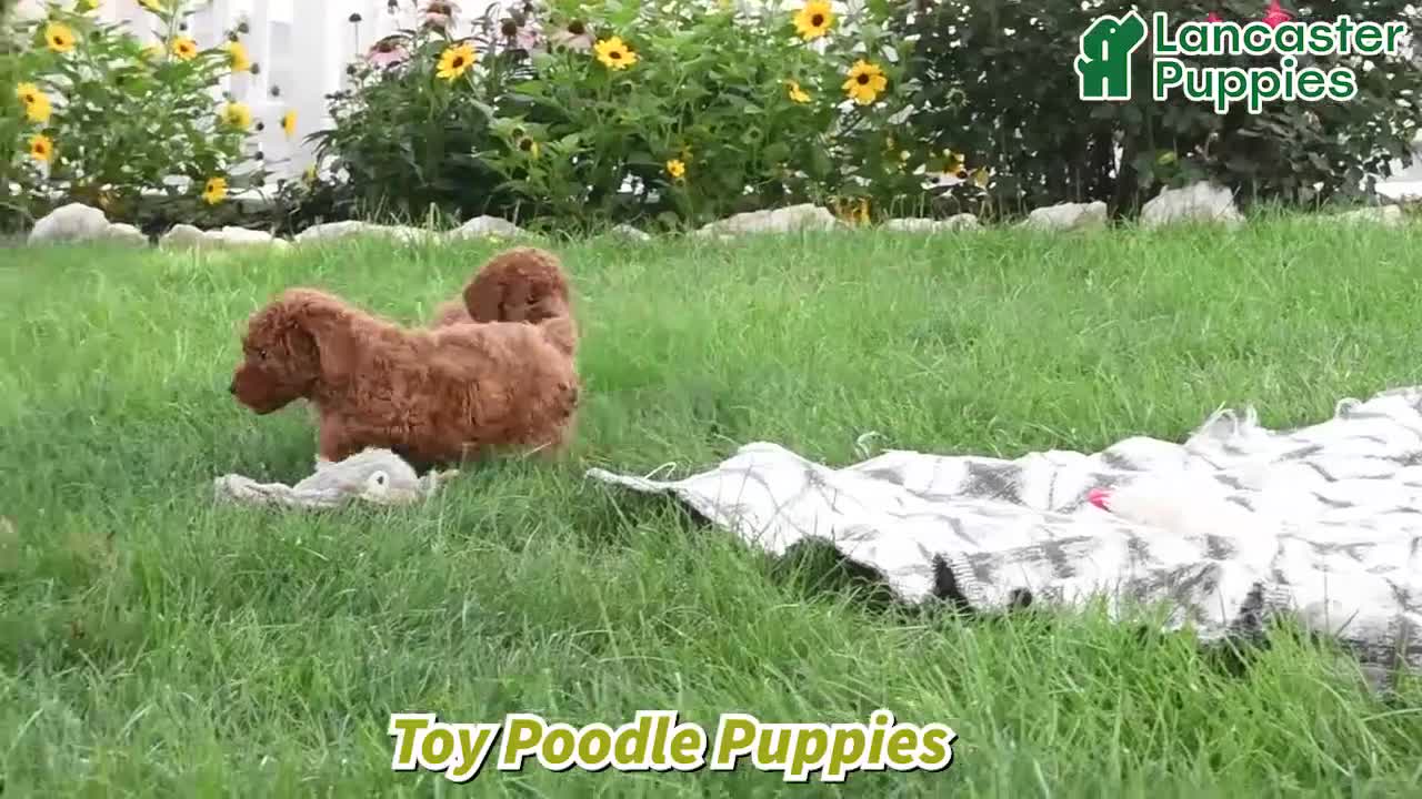 Toy Poodle dogs for sale: Remington - Video 1