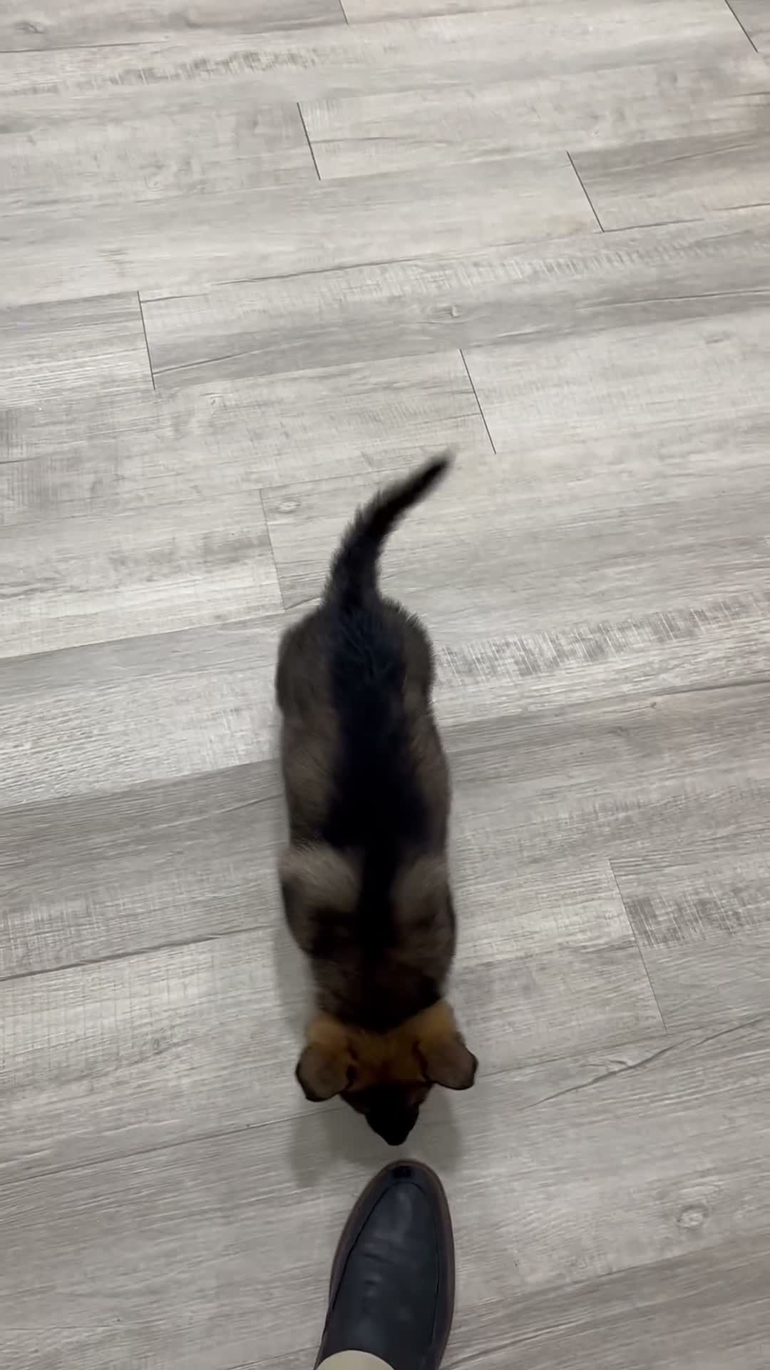German Shepherd dogs for sale: Jewell - Video 1