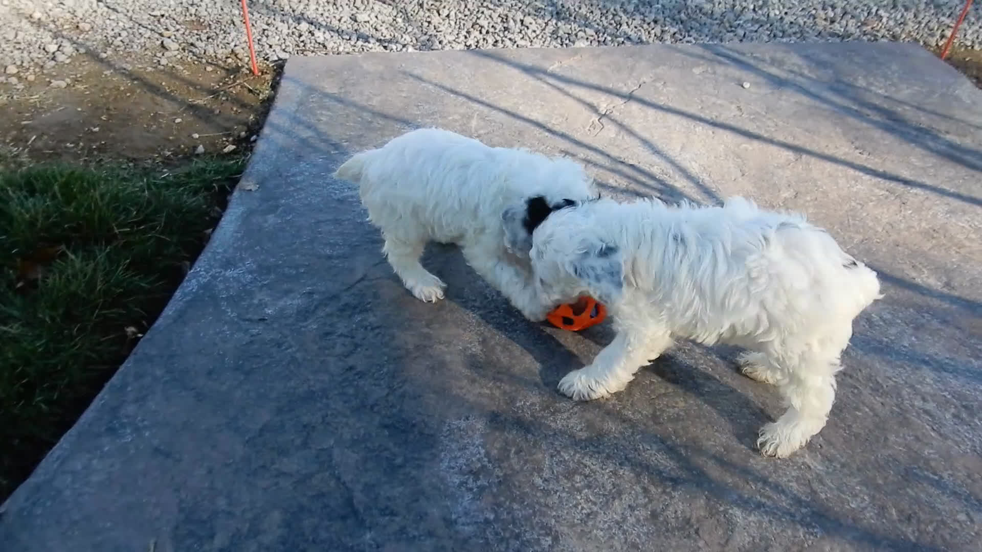 Cockapoo dogs for sale: Angel - Video 1