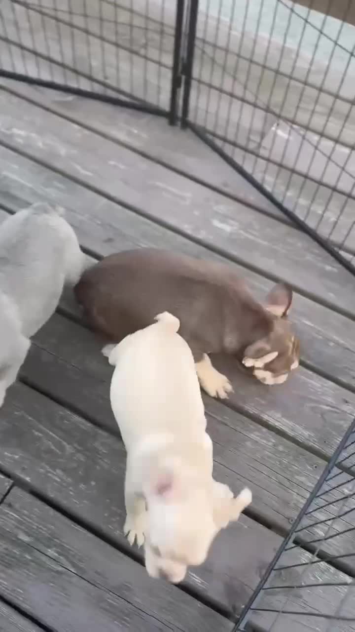 French Bulldog dogs for sale: Lucy - Video 1