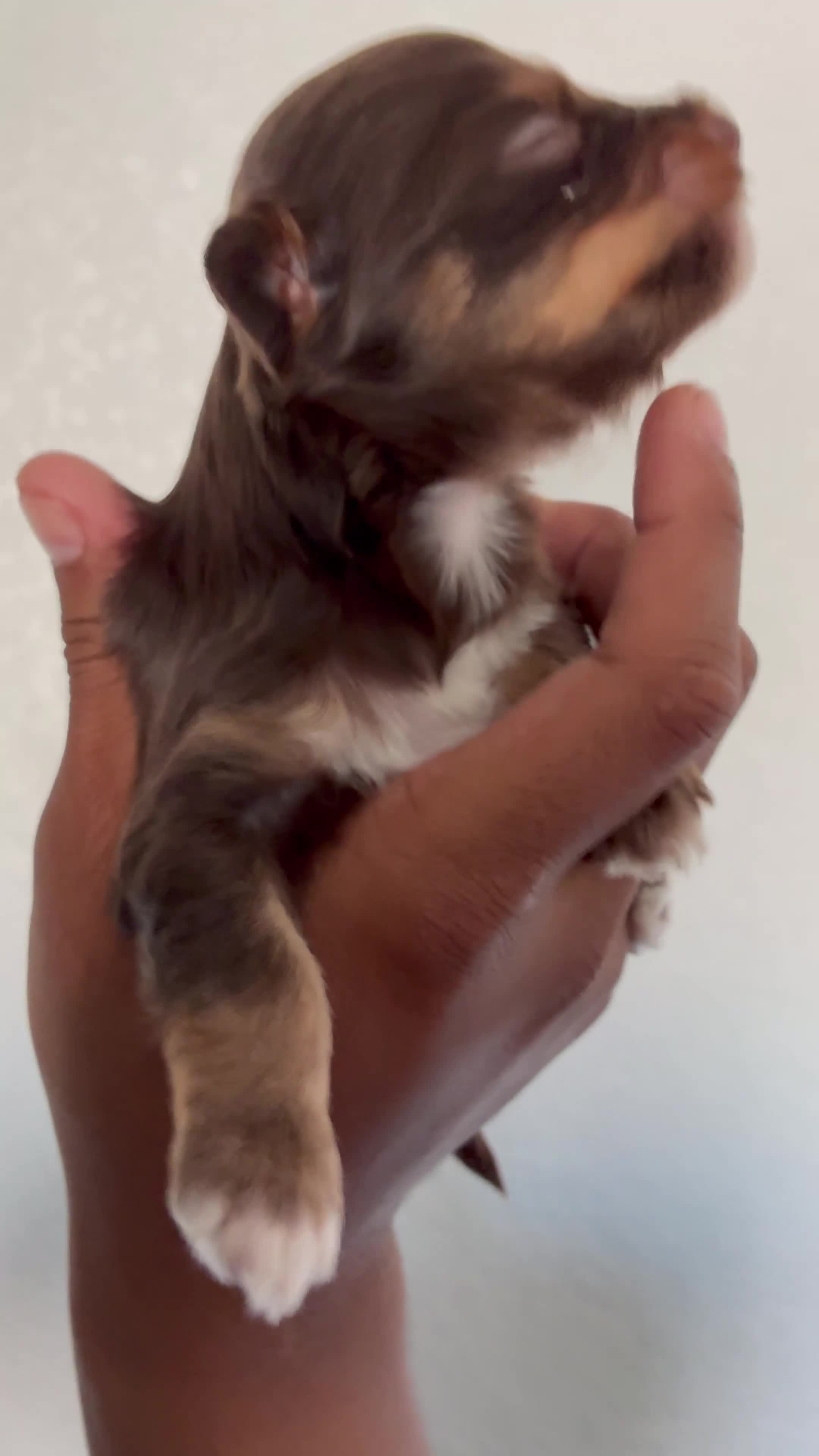 Yorkiepoo dogs for sale: Yorkiepoo 4 - Video 1