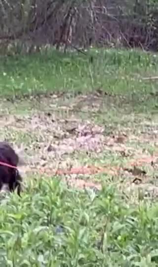 Cockapoo dogs for sale: Wren - Video 1