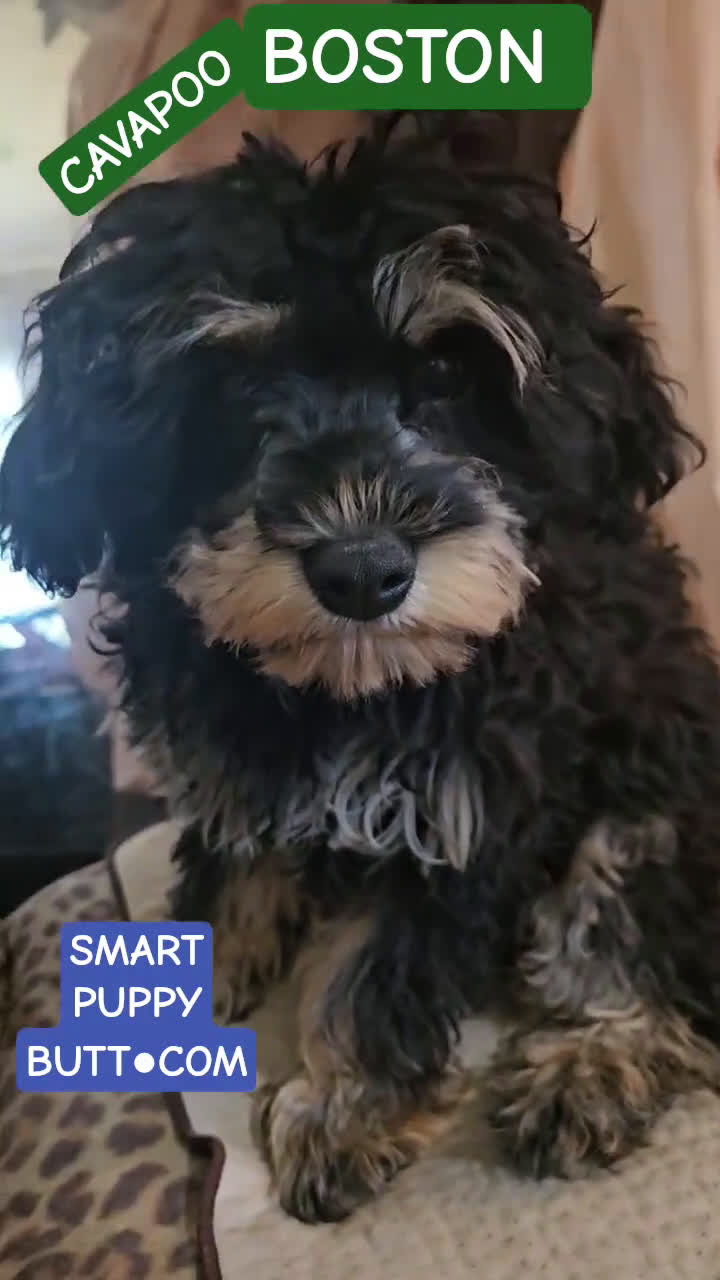 Cavapoo dogs for sale: Cavapoo Puppy 1 - Video 2