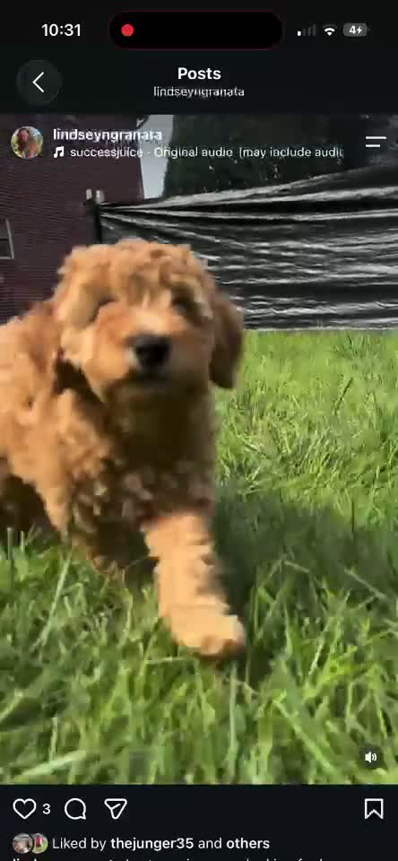 Mini Goldendoodle dogs for sale: Mini Goldendoodle 1 - Video 1