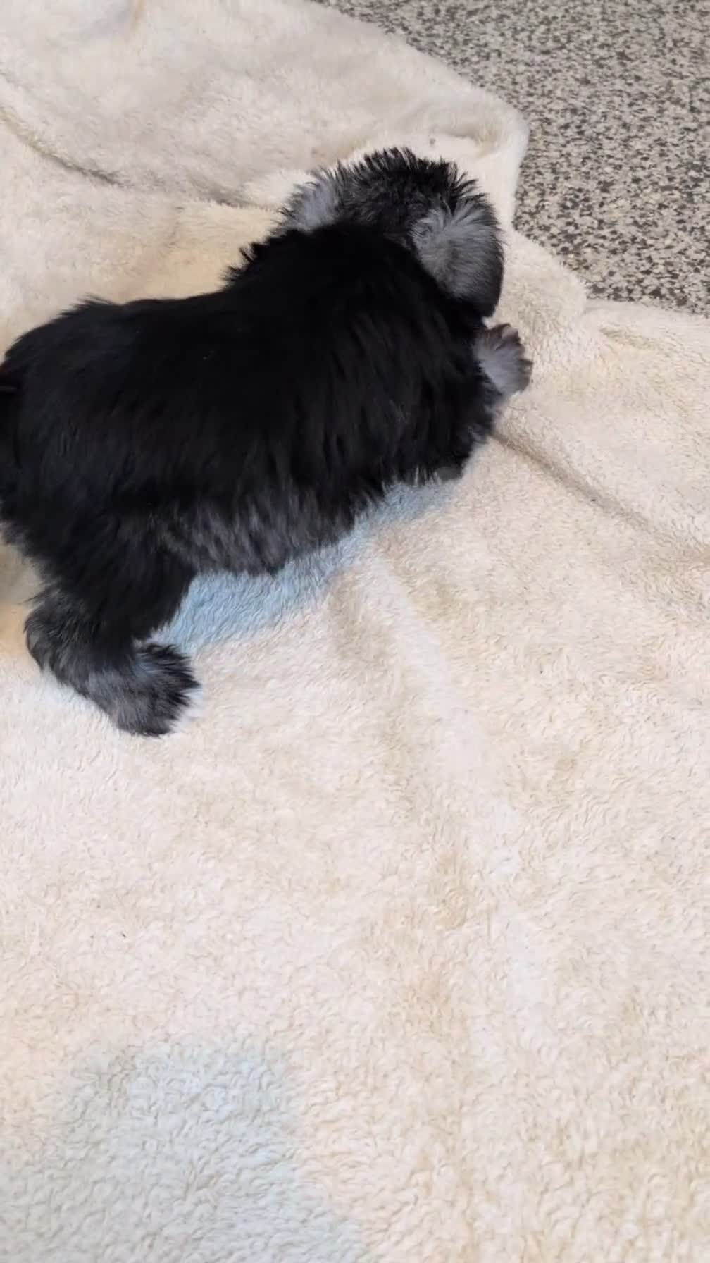 Miniature Schnauzer dogs for sale: Dakota - Video 1
