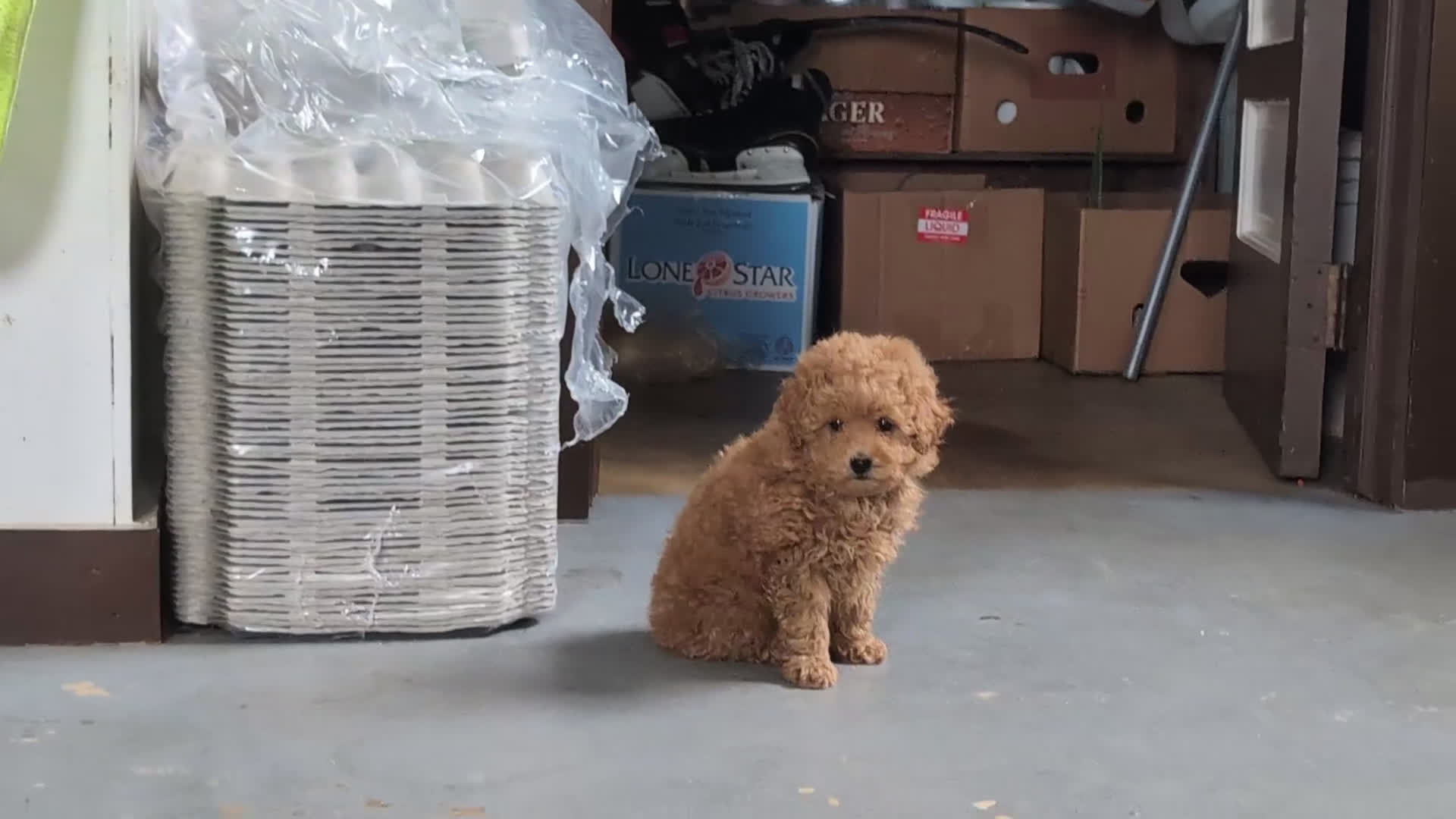 Toy Poodle dogs for sale: Eli 7 lbs Full Grown - Video 2