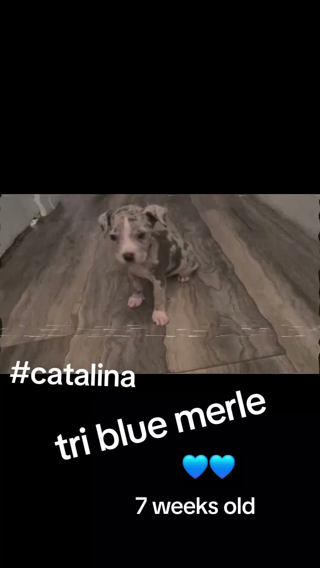 American Bully dogs for sale: Catalina - Video 1