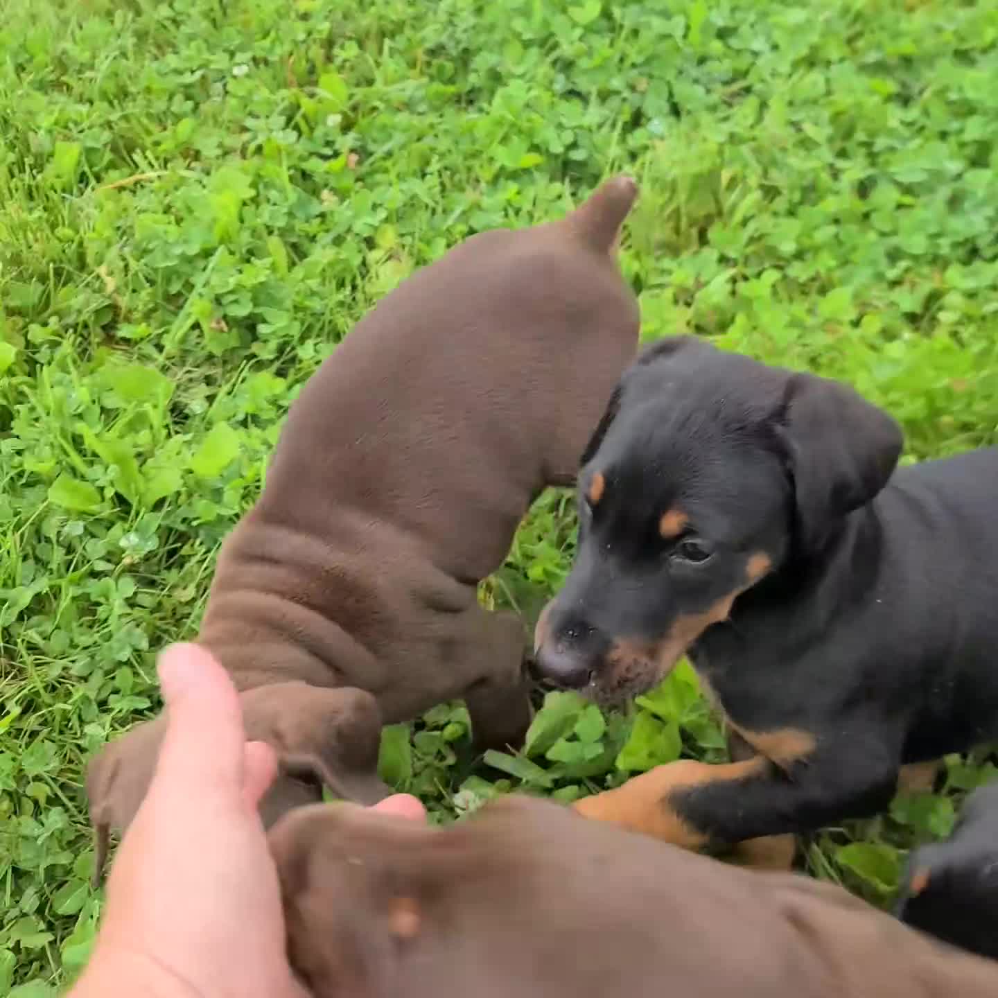 Doberman Pinscher dogs for sale: Lexi - Video 4